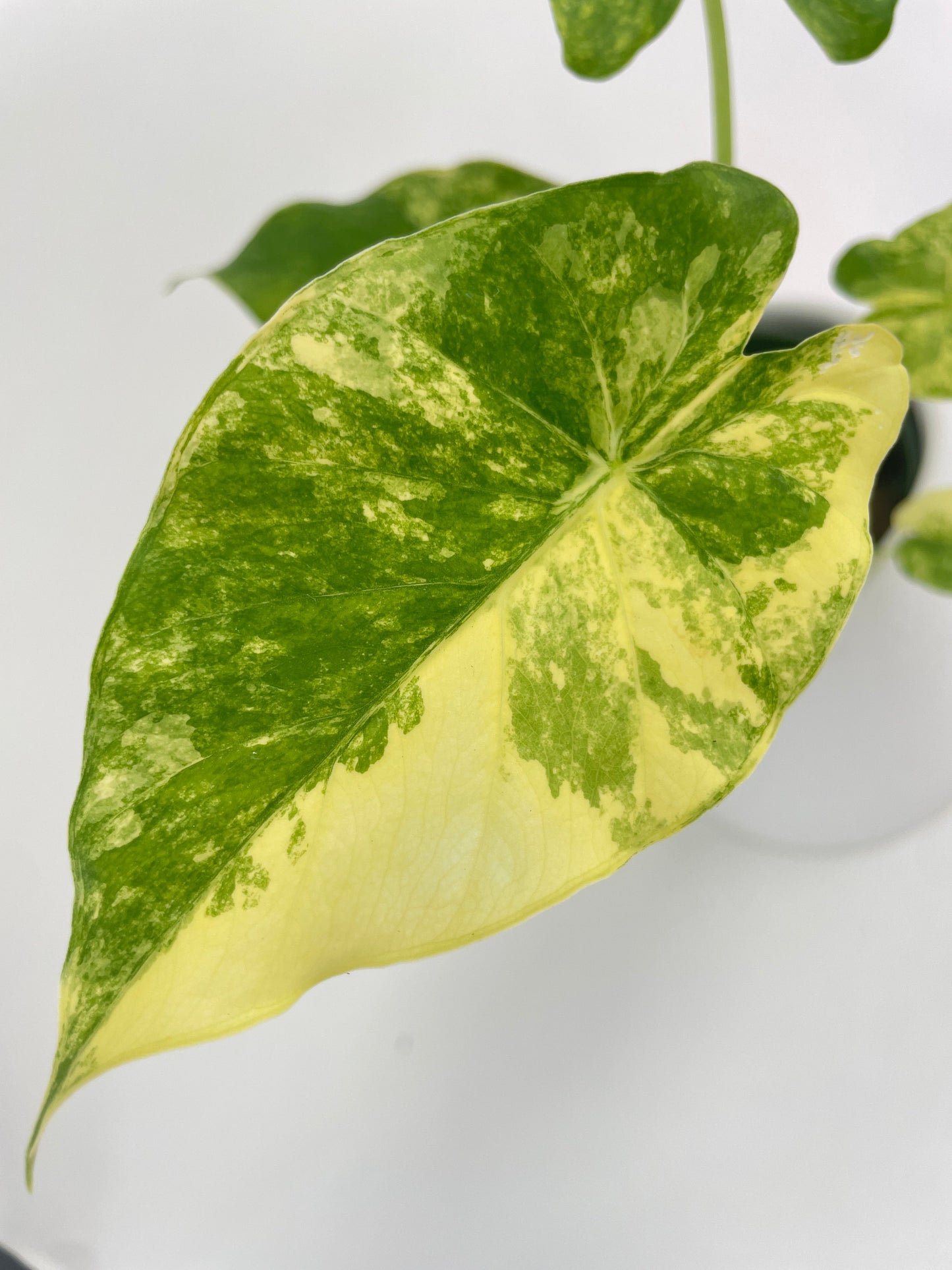 Variegated Alocasia Gageana Aurea by Bumble Plants