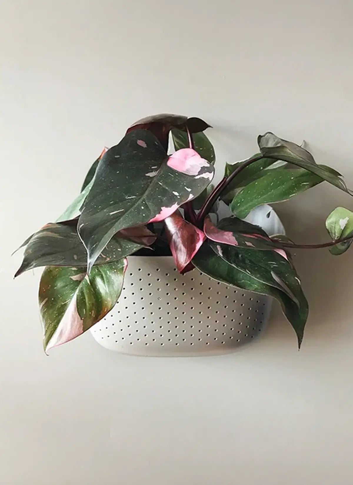 Wally Eco Wall Planter