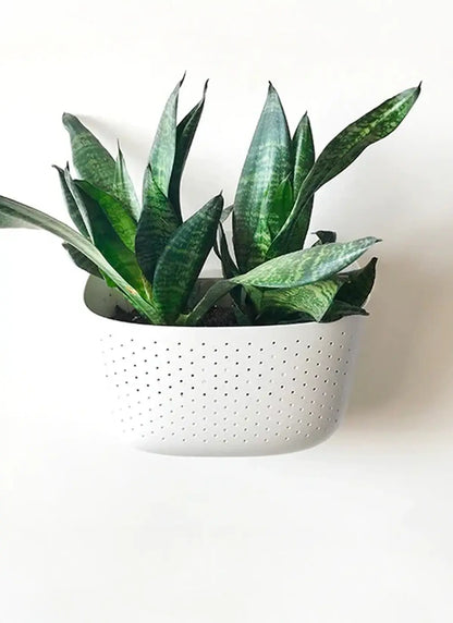 Wally Eco Wall Planter