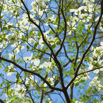 White Dogwood | Flowering Tree by Growing Home Farms