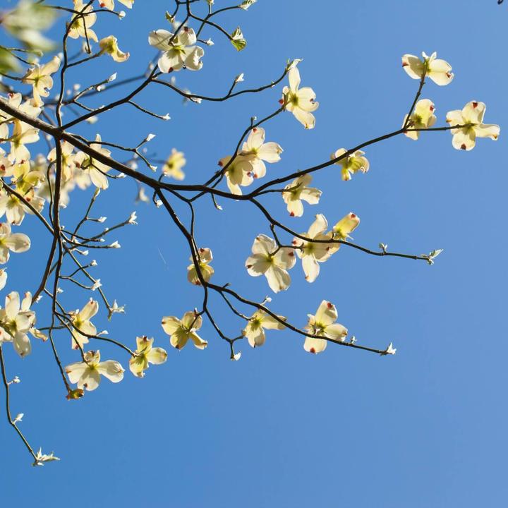 White Dogwood | Flowering Tree by Growing Home Farms