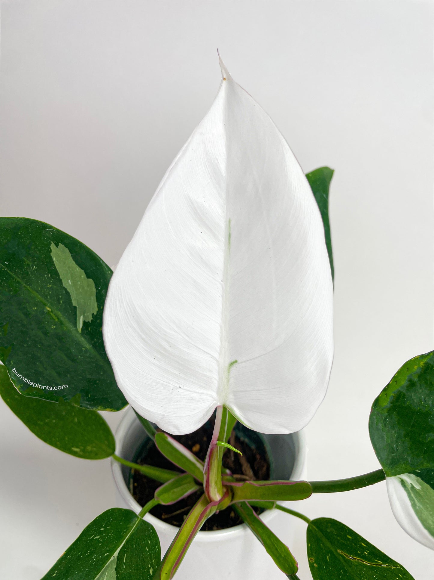 Philodendron White Princess by Bumble Plants