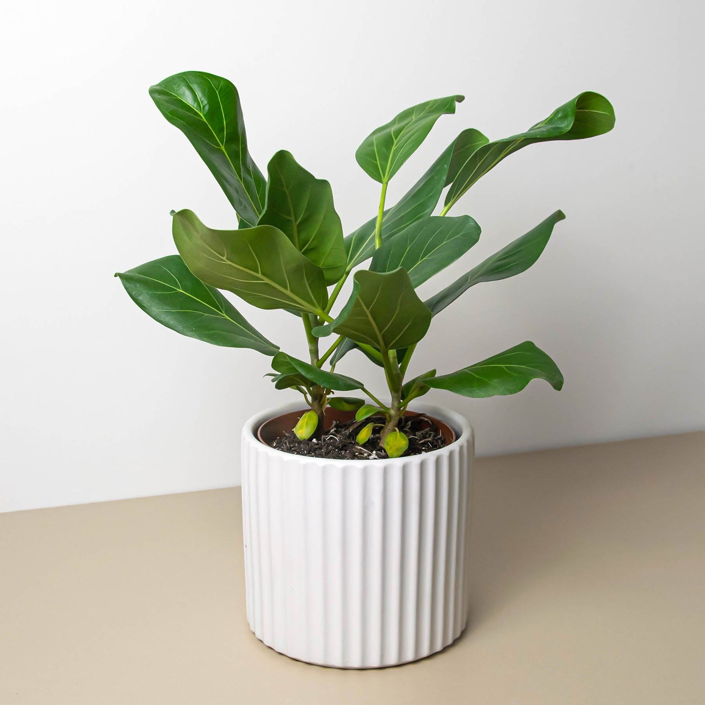 White Cylinder Textured Planter - 6" Inch