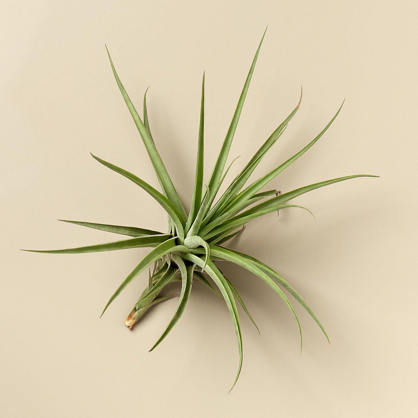 Large Air Plant Bundle