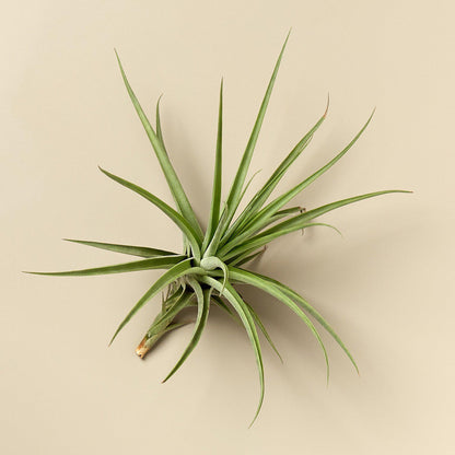 Large Air Plant Bundle