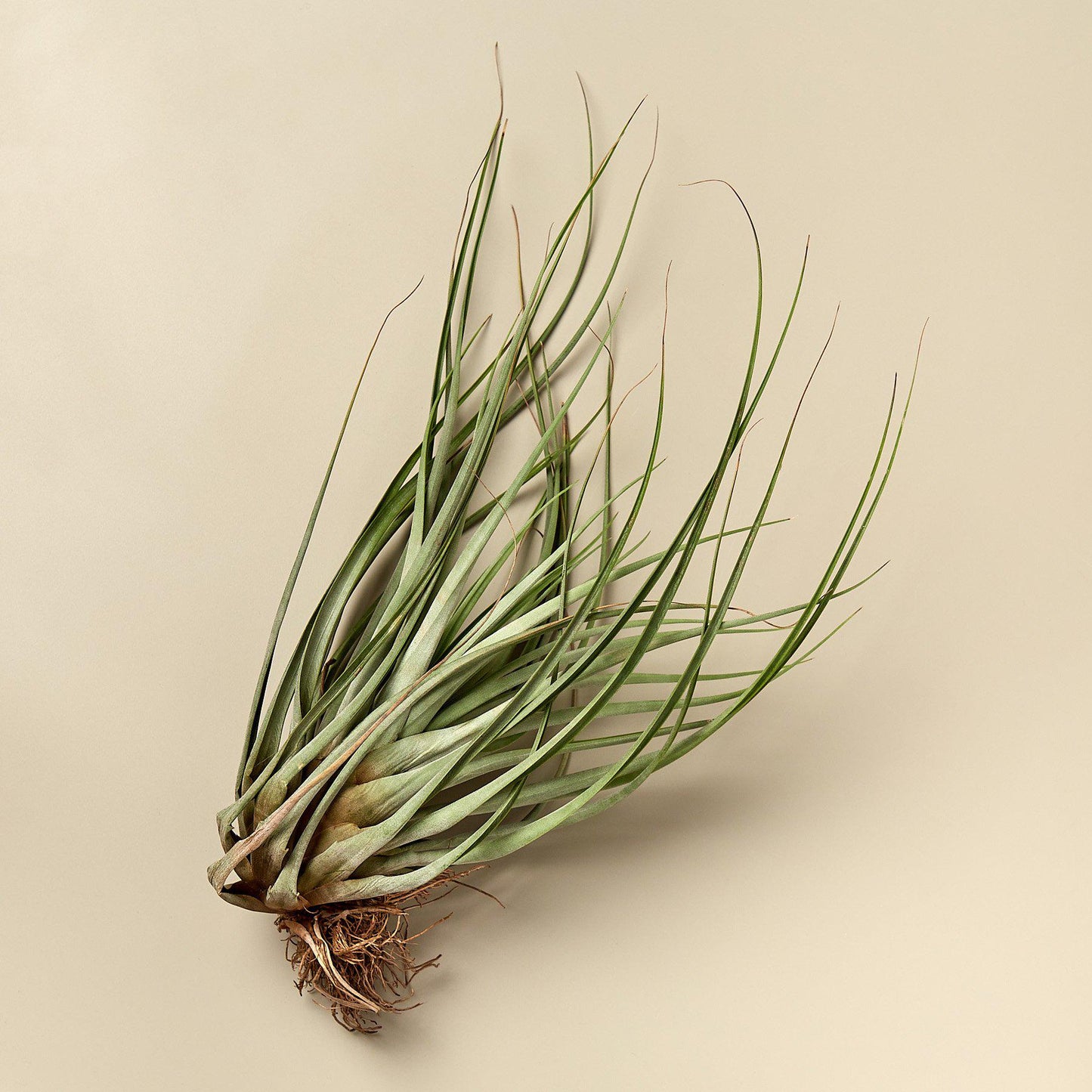 Large Air Plant Bundle