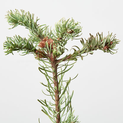 Noble Fir Tree