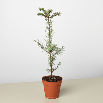 Noble Fir Tree