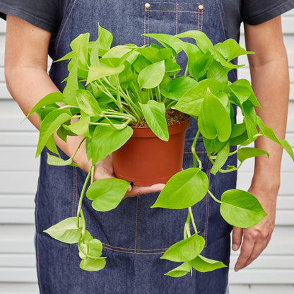 Pothos 'Neon'