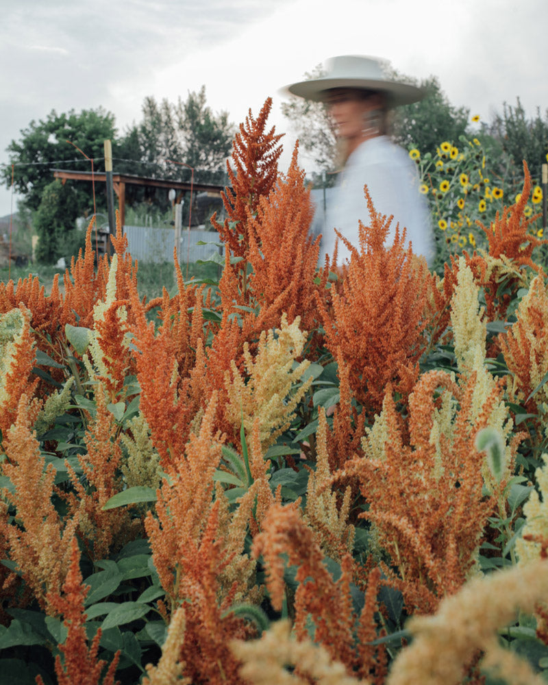 Autumn Touch Amaranth Seeds