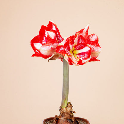 Charisma Amaryllis Bulb