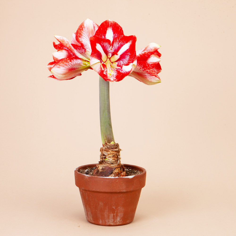 Charisma Amaryllis Bulb