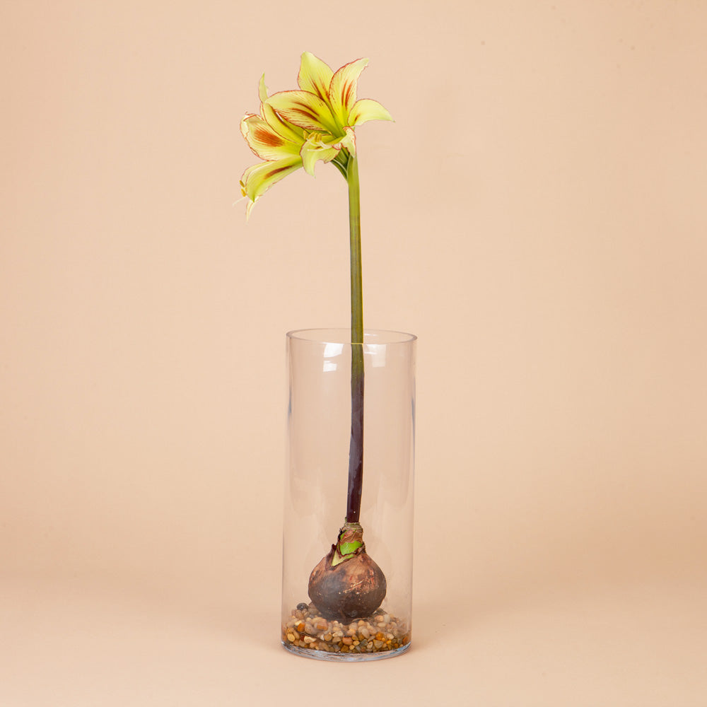 Cleopatra Amaryllis Bulb