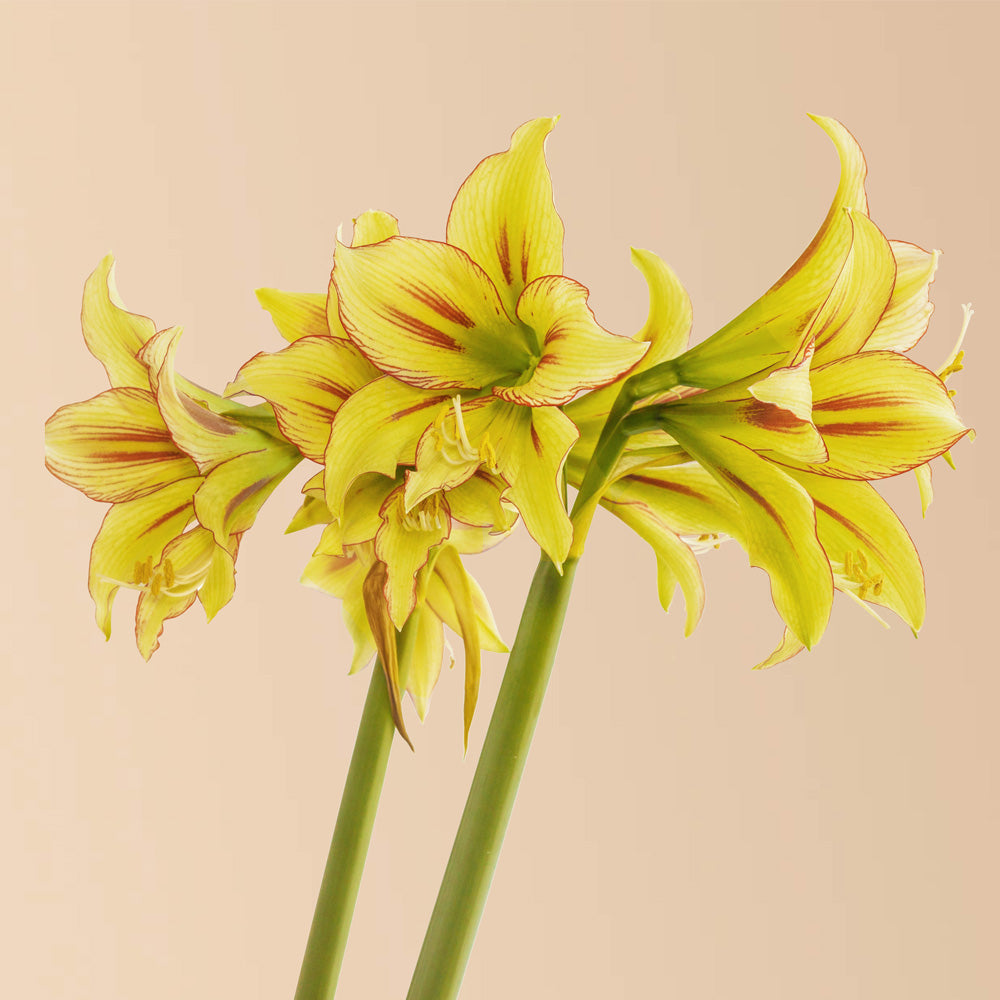 Cleopatra Amaryllis Bulb