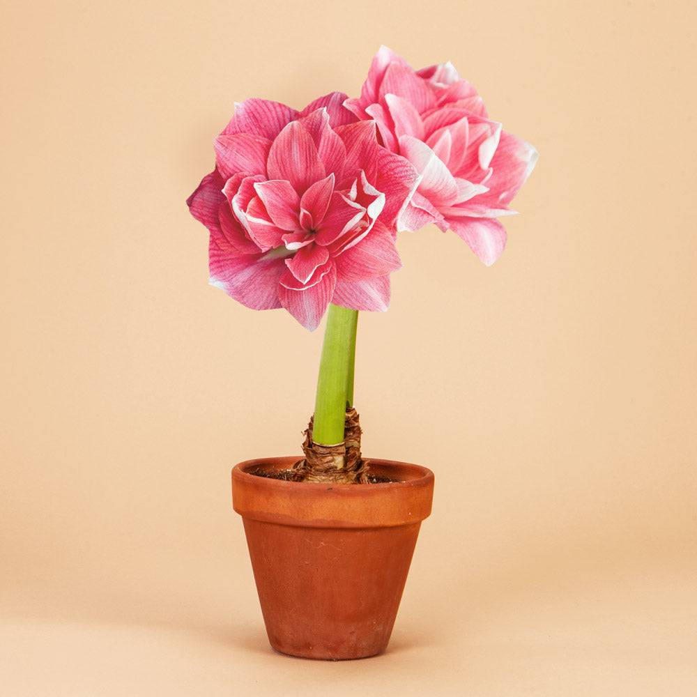 Double Dream Amaryllis Bulb