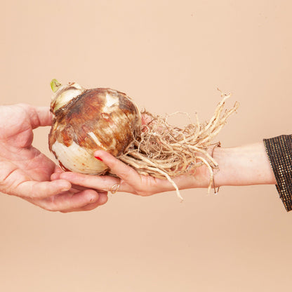 Charisma Amaryllis Bulb