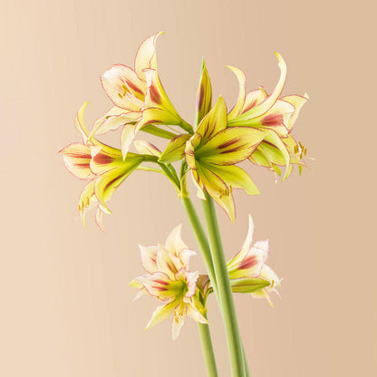 Cleopatra Amaryllis Bulb