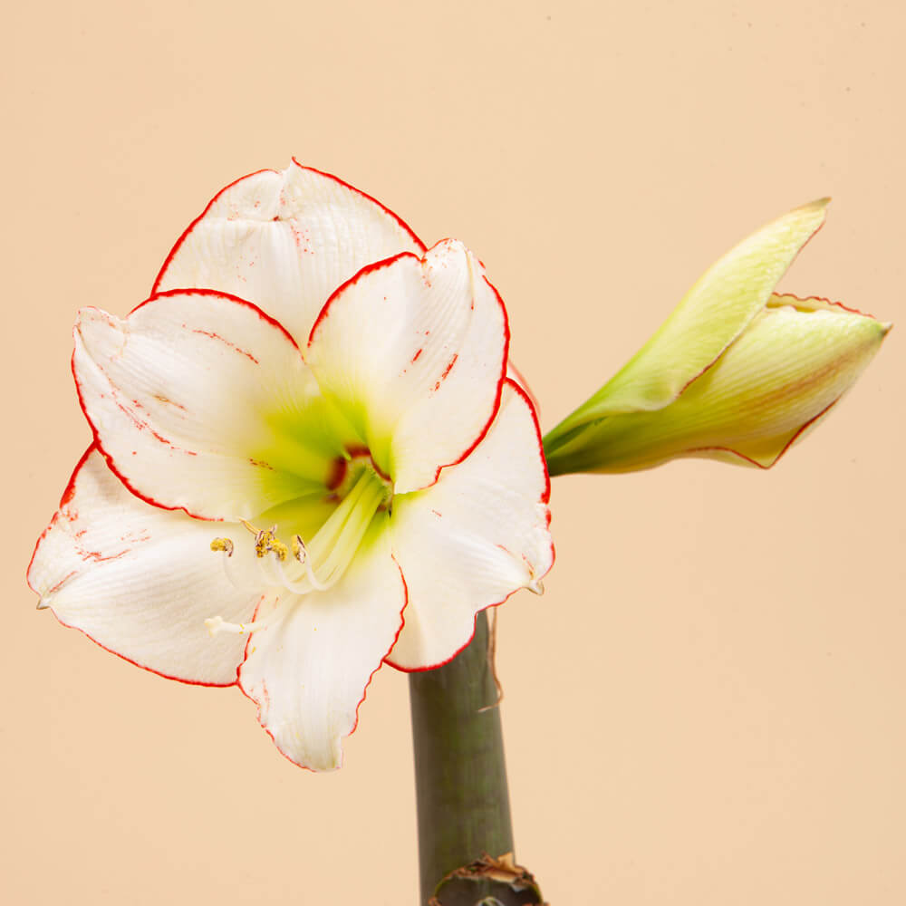 Picasso Picotee Amaryllis Bulb