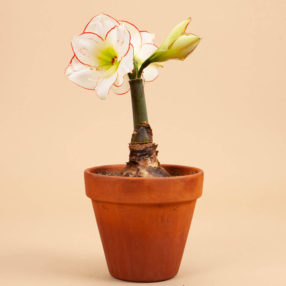 Picasso Picotee Amaryllis Bulb