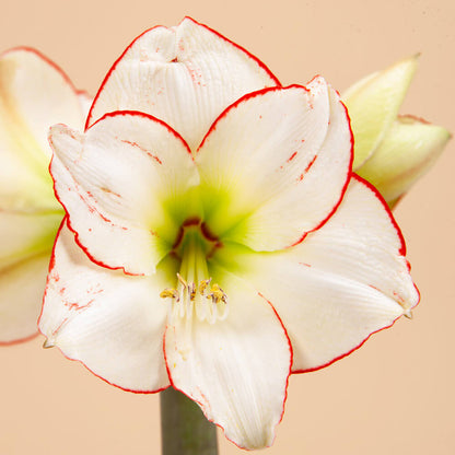 Picasso Picotee Amaryllis Bulb