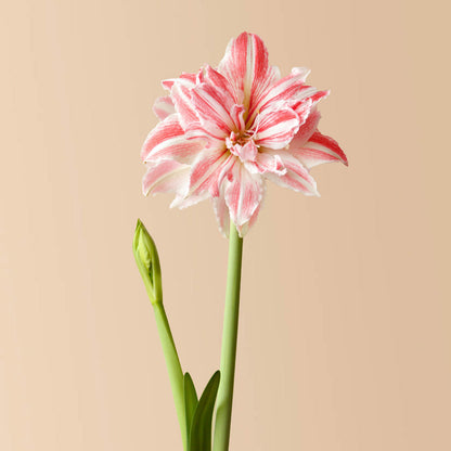 Pretty Nymph Amaryllis Bulb