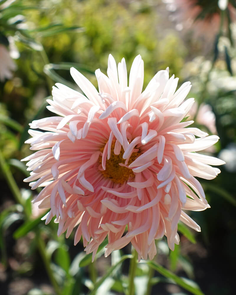 Tower Chamois Apricot Aster Seeds