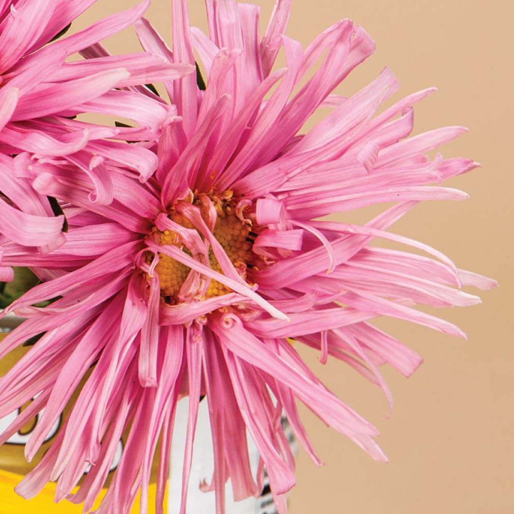 Valkyrie Pink Aster Seeds