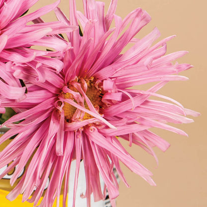 Valkyrie Pink Aster Seeds