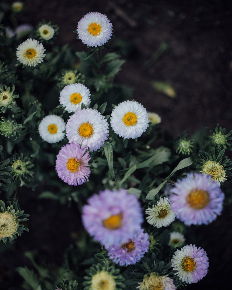 Matsumoto White Tipped Blue Aster Seeds