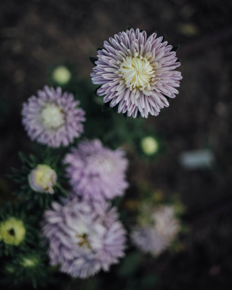 Moonstone Aster Seeds