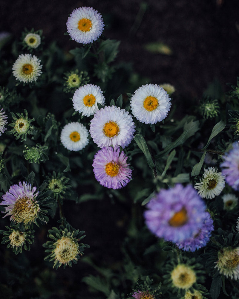 Matsumoto White Tipped Blue Aster Seeds