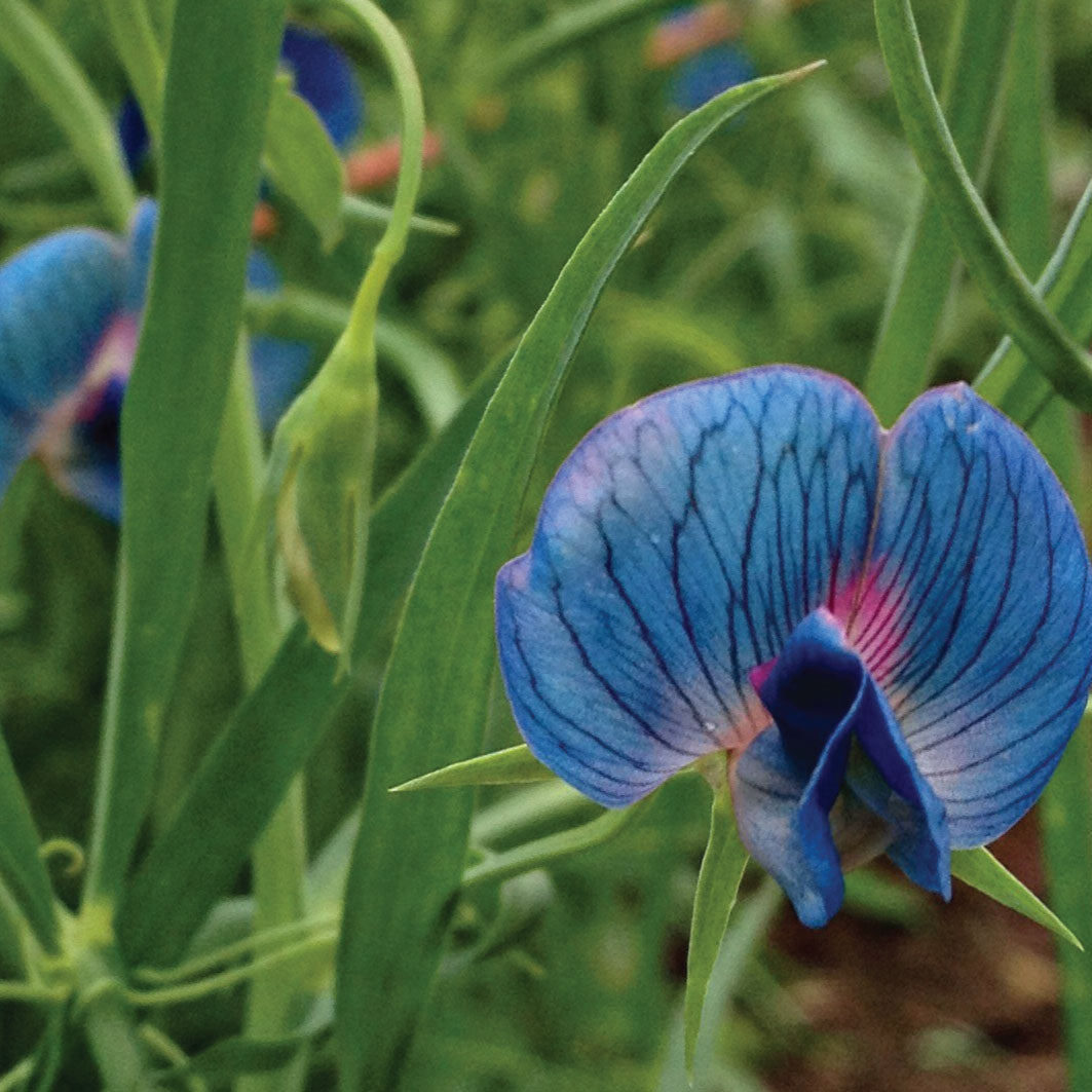 Sweet Pea Azureus Seeds