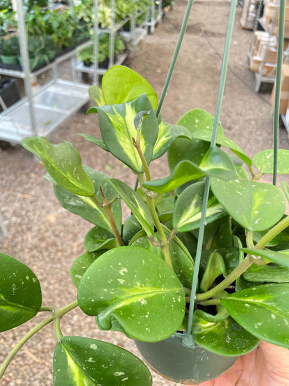 Hoya Obovata Reverse - 6" Pot