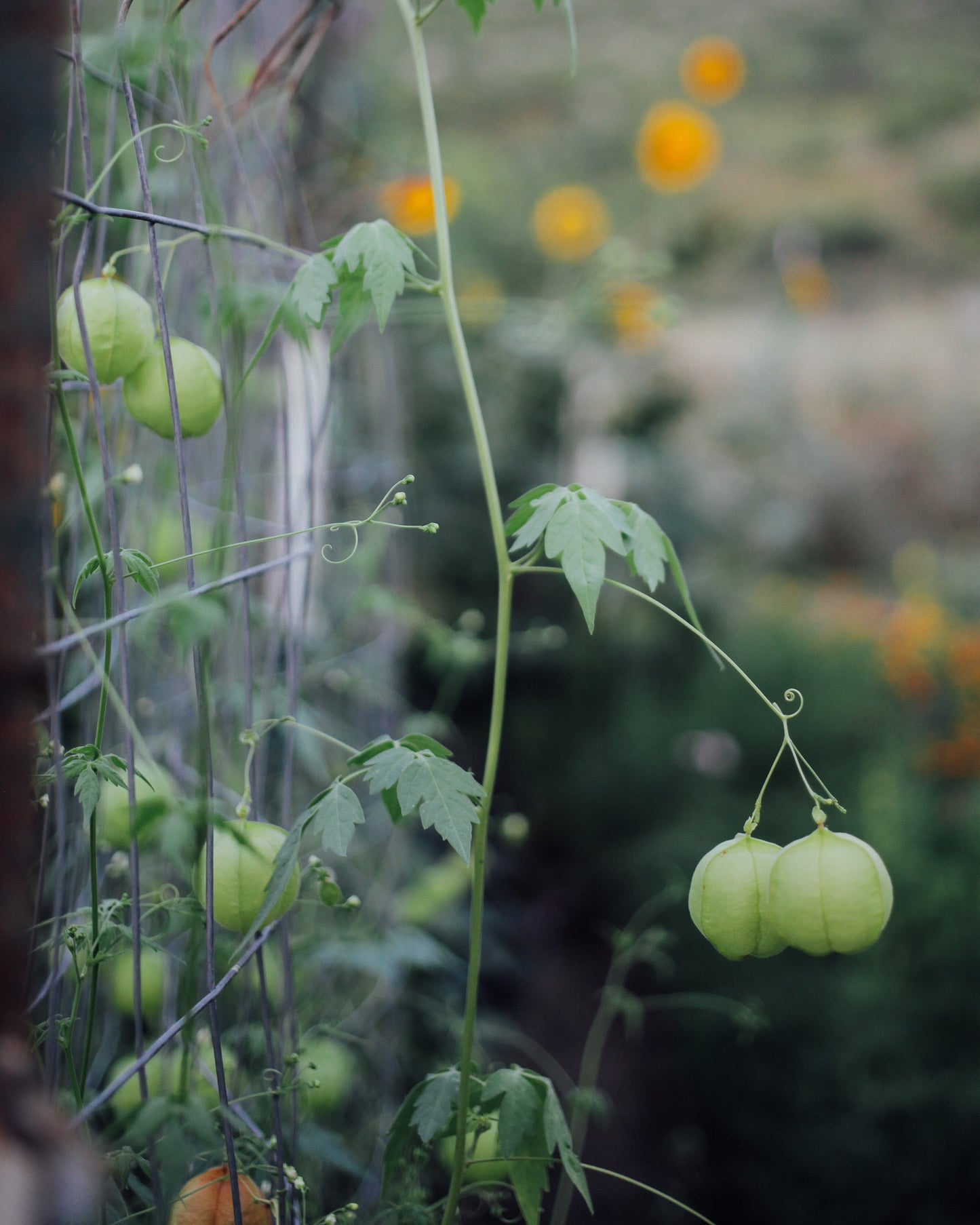 Love in a Puff Seeds