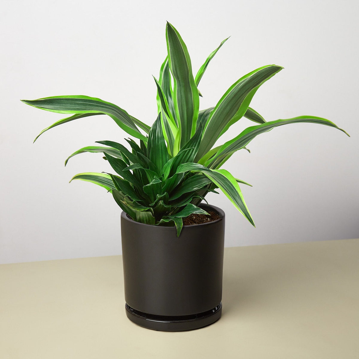 Pre-Potted Dracaenas Gift Arrangement