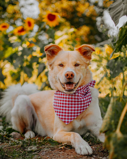 GINGHAM BANDANA by MODERNBEAST