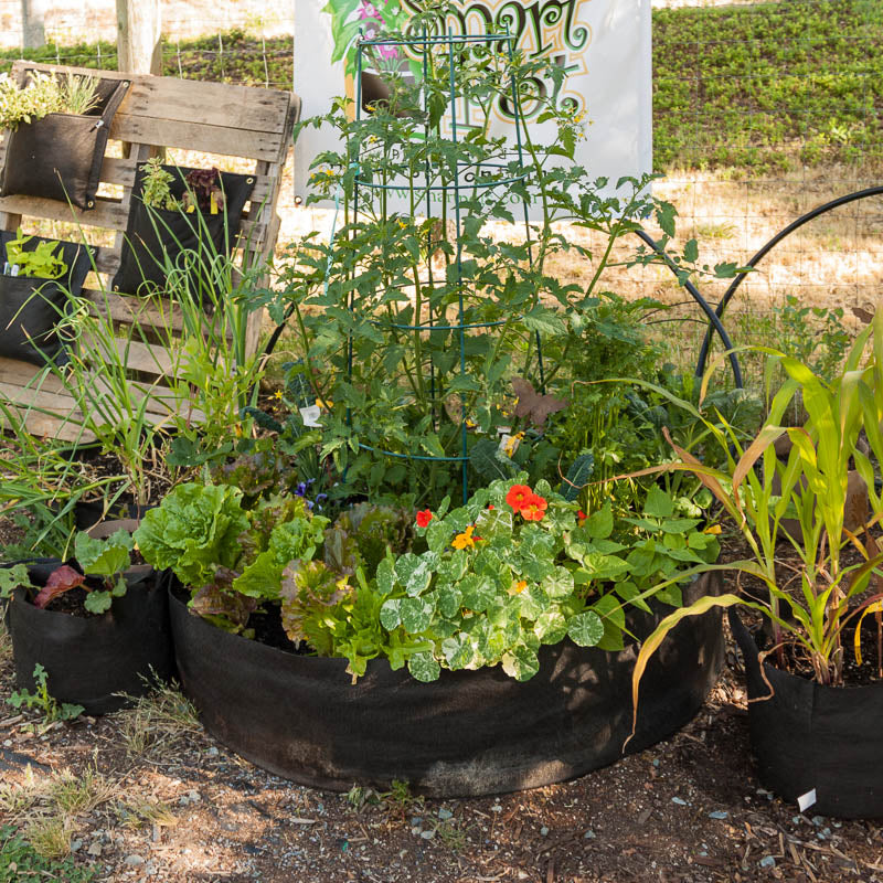 Smart Pot Big Bag Bed - Black (100 Gal)