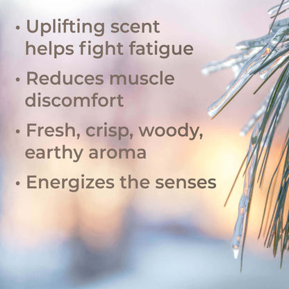 Black Spruce Essential Oil