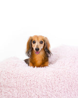 A Dachshund is lying in a dog bed. The Dog bed is in pink soft material, available in small and large sizes and made out of recycled materials.
