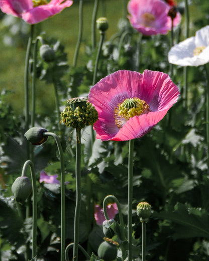 Hens and Chicks Breadseed Poppy Seeds