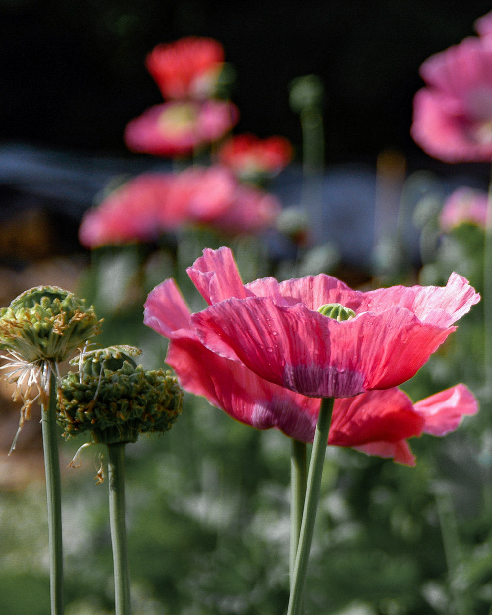 Hens and Chicks Breadseed Poppy Seeds