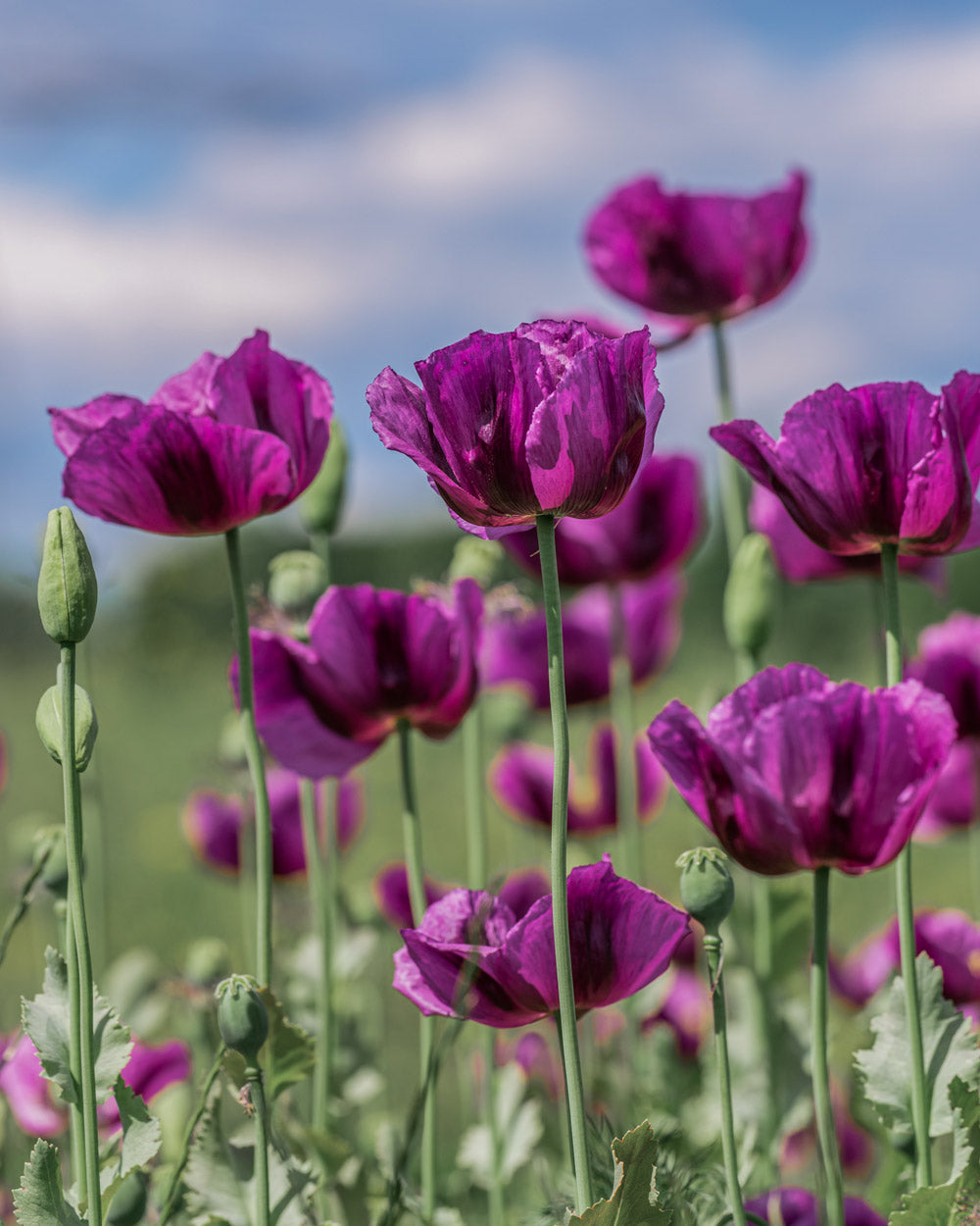 Hungarian Blue Breadseed Poppy Seeds