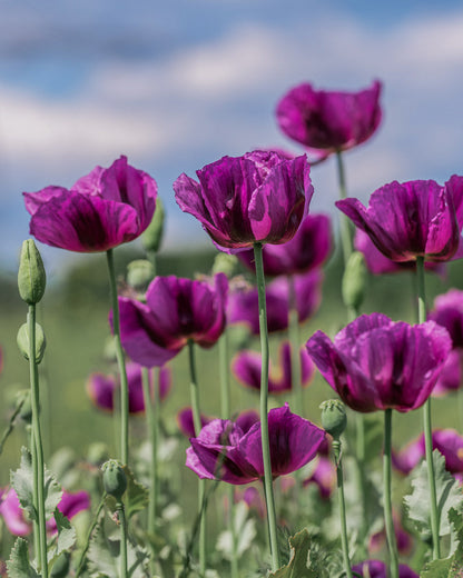 Hungarian Blue Breadseed Poppy Seeds