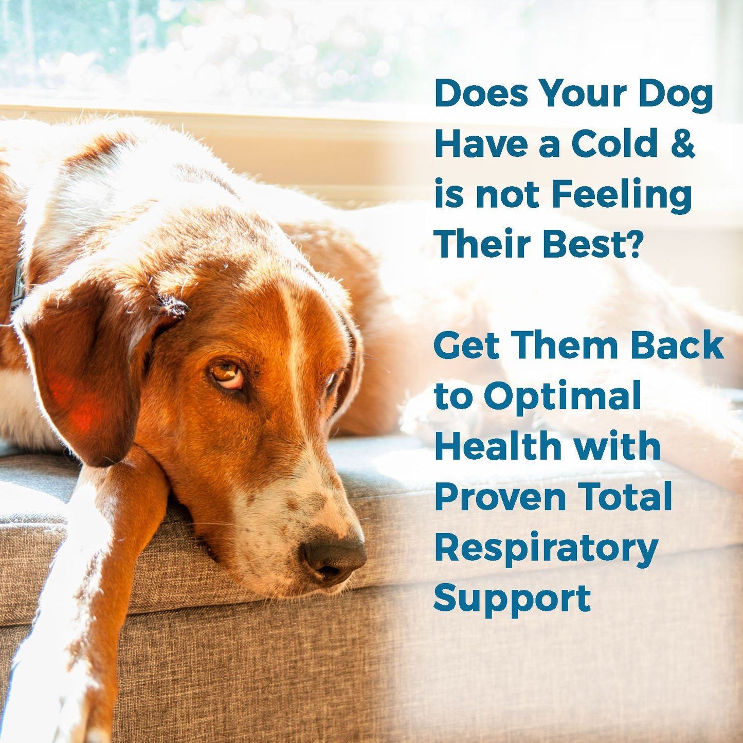 Breathe Easy for Dogs - Kennel Cough & Respiratory Support Remedy by BestLife4Pets