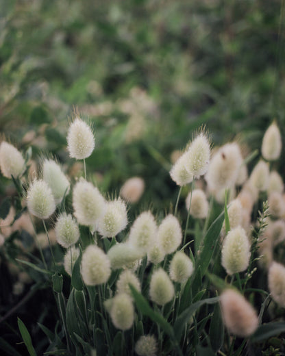 Grassy Mix Seed Bundle