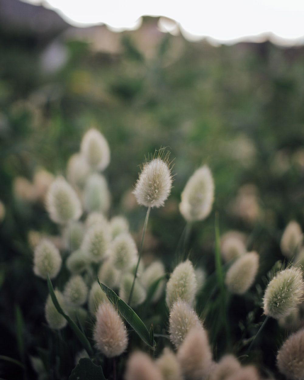 Bunny Tail Grass Seeds