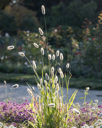 Bunny Tail Grass Seeds