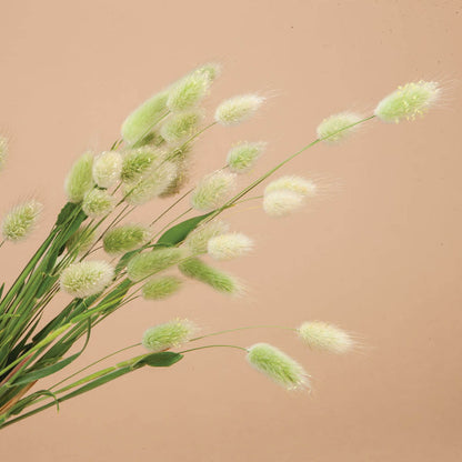 Bunny Tail Grass Seeds