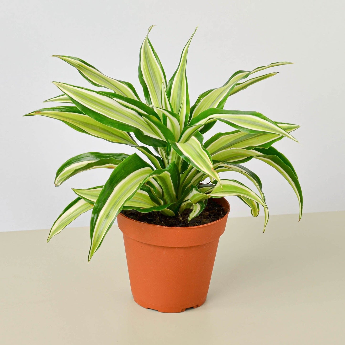 Dracaena 'Malaika'