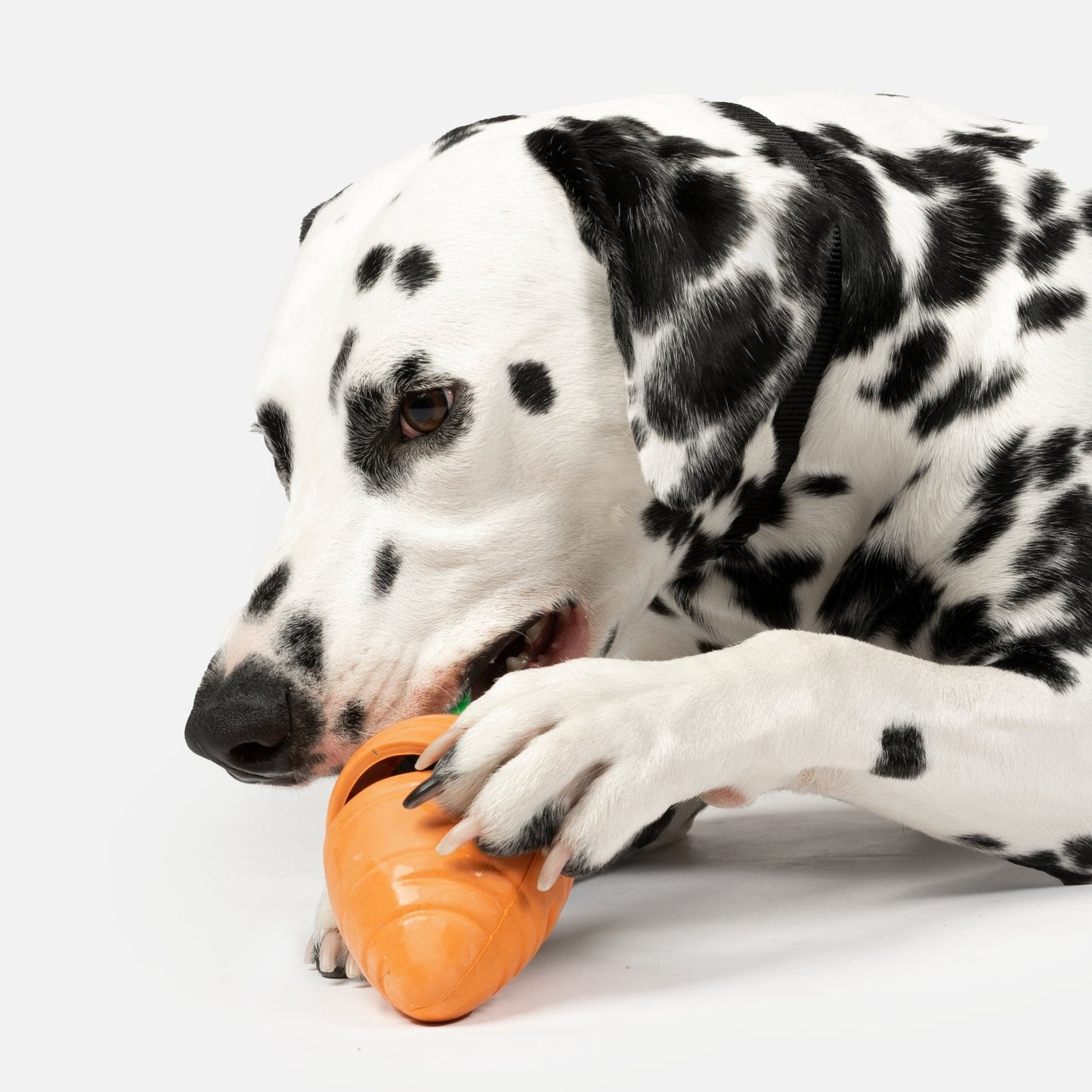 Carrot Dog Toy